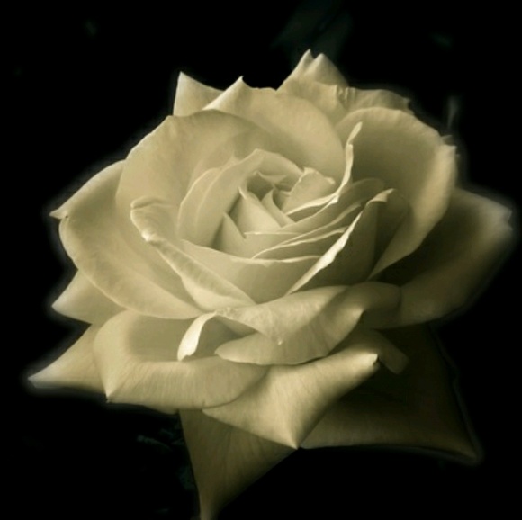 Meet your Posher, Alice - Picture 1 of 1